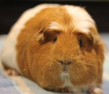 Rescue Guinea Pig Guinea Pigs for Adoption in Mount Olive, New Jersey - Scarlett | PetCurious